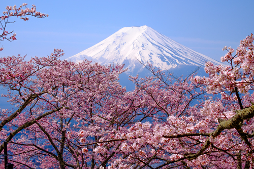 Cherry Blossoms For Website